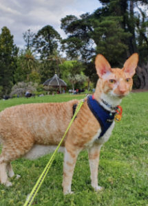 A cat on a leash in a park