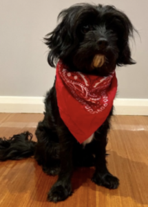 A dog with a bandana on its neck