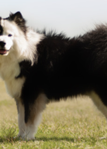 A dog standing in a field