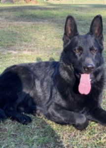 A black dog lying on grass