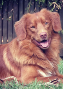 A dog lying in the grass