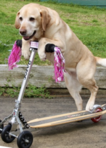 A dog riding a scooter