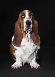 A dog sitting looking up