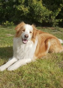 A dog lying on grass