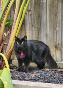 A black cat standing next to a plant