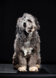 A grey fluffy dog sitting