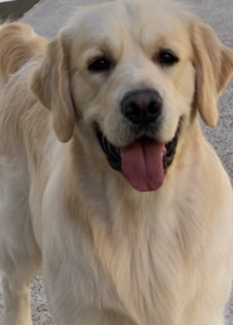 A dog standing on a sidewalk