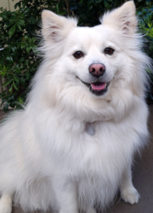 A white dog sitting