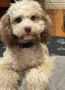 A dog sitting on a couch