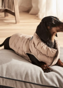 A dog wearing a vest sitting on a pillow