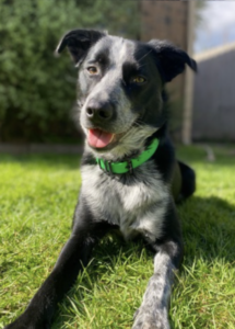 A dog lying on grass