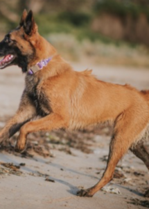 A dog running on a beach