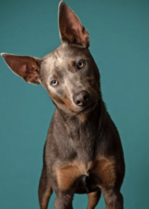 A dog with large ears