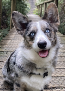 A dog sitting on a bridge