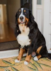 A dog sitting on a rug