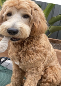 A dog with a rope in its mouth