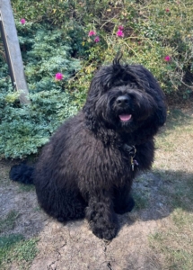 A fluffy black dog sitting