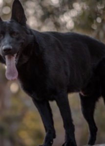A black dog standing on a log