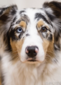 A dog with a blue eye and a brown eye