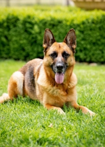 A dog lying in the grass