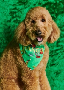 A dog wearing a green bandana