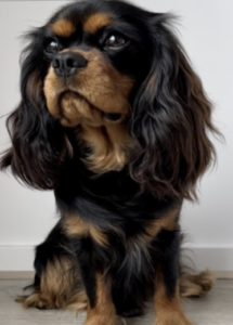 A dog sitting on the floor