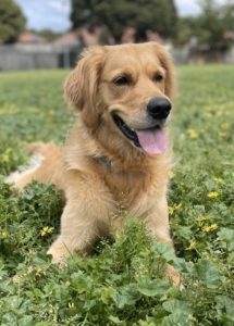 A dog lying in grass