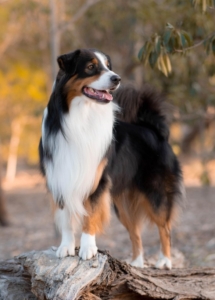 A dog standing on a log