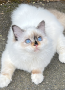 A cat with blue eyes lying on the ground
