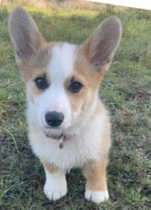 A dog sitting on grass