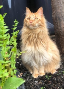 A fluffy cat sitting in the garden