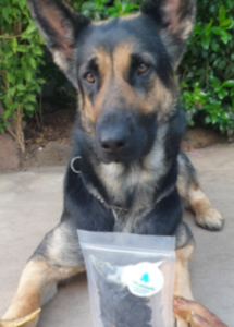 A dog sitting on the ground with a bag of food