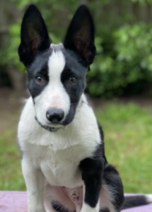 A black and white dog sitting on a purple blanket