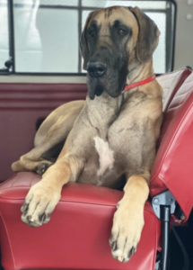 A dog sitting on a red chair