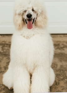 A fluffy white dog with its tongue out