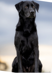 A black dog sitting on a rock