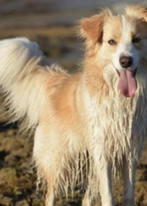 A dog standing at the beach