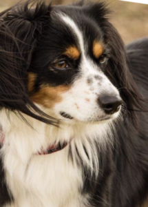 A dog with wind blowing in the air