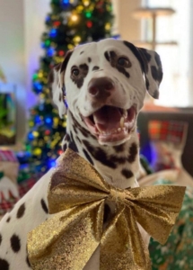 A dog with a golden bow tie