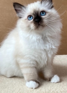 A white cat with blue eyes