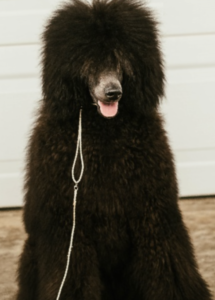 A fluff black dog sitting on the ground