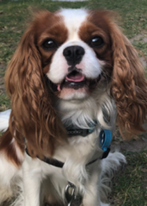 A dog sitting on grass