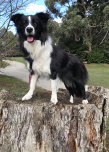 A dog standing on a tree stump