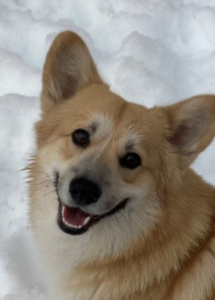 A dog smiling in the snow