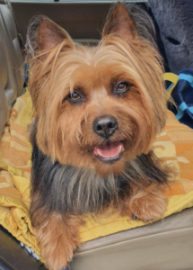 A dog sitting on a blanket