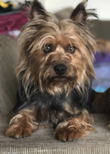 A dog lying down looking at the camera