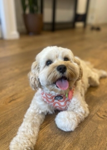 A dog lying on the floor