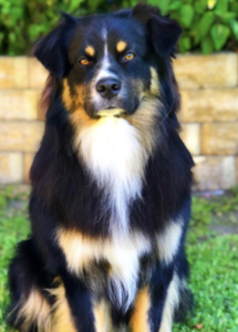 A dog sitting on grass