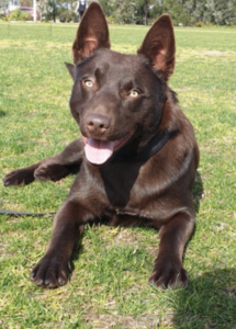 A dog lying on grass