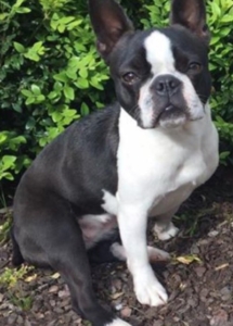 A black and white dog sitting